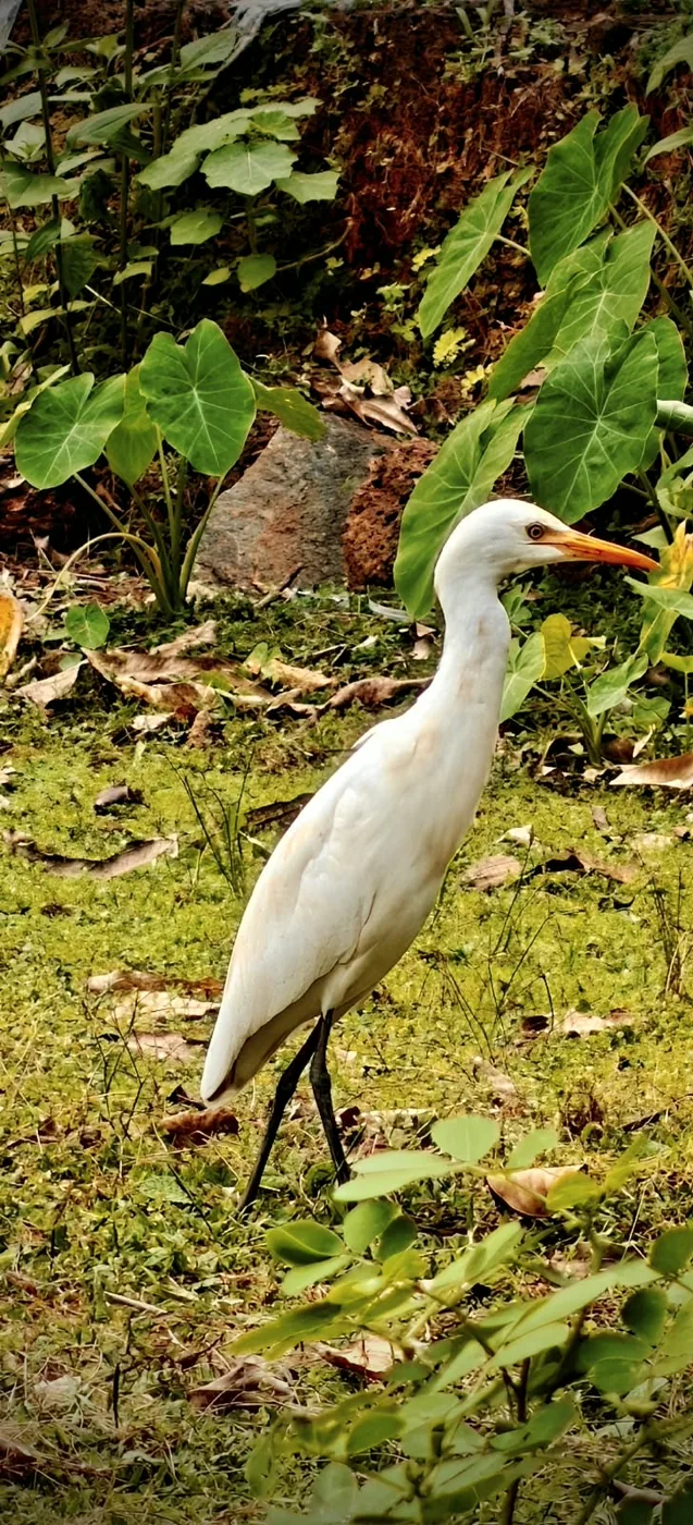 A white egret walking through green leaves